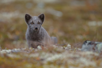 Wall Mural - Arctic fox living in the arctic part of Norway, seen in autumn setting.