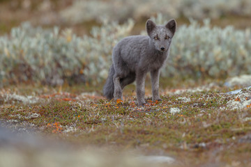 Wall Mural - Arctic fox living in the arctic part of Norway, seen in autumn setting.