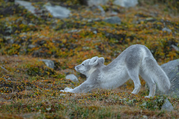 Wall Mural - Arctic fox living in the arctic part of Norway, seen in autumn setting.