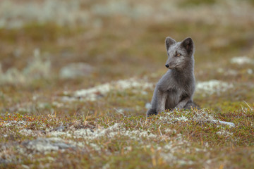 Wall Mural - Arctic fox living in the arctic part of Norway, seen in autumn setting.