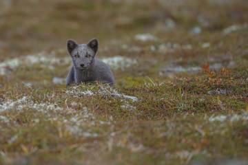 Wall Mural - Arctic fox living in the arctic part of Norway, seen in autumn setting.