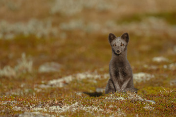 Wall Mural - Arctic fox living in the arctic part of Norway, seen in autumn setting.
