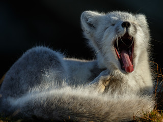Wall Mural - Arctic fox living in the arctic part of Norway, seen in autumn setting.