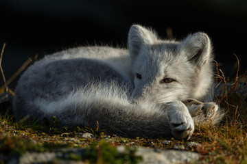 Wall Mural - arctic fox living in the arctic part of norway, seen in autumn setting.