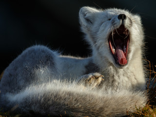 Wall Mural - Arctic fox living in the arctic part of Norway, seen in autumn setting.
