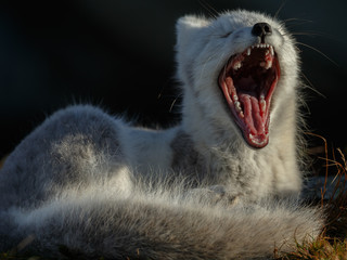 arctic fox living in the arctic part of norway, seen in autumn setting.