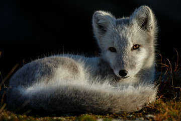Wall Mural - Arctic fox living in the arctic part of Norway, seen in autumn setting.