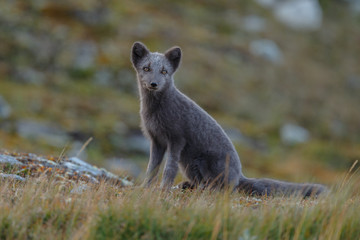 Wall Mural - Arctic fox living in the arctic part of Norway, seen in autumn setting.