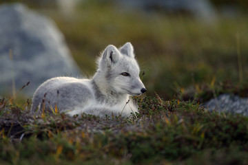 Wall Mural - Arctic fox living in the arctic part of Norway, seen in autumn setting.
