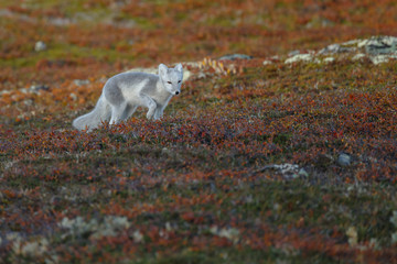 Wall Mural - Arctic fox living in the arctic part of Norway, seen in autumn setting.