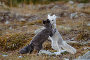 Wall Mural - Arctic fox living in the arctic part of Norway, seen in autumn setting.