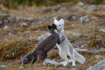 Wall Mural - Arctic fox living in the arctic part of Norway, seen in autumn setting.
