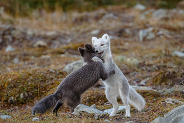 Wall Mural - arctic fox living in the arctic part of norway, seen in autumn setting.