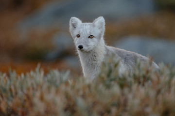 Wall Mural - Arctic fox living in the arctic part of Norway, seen in autumn setting.