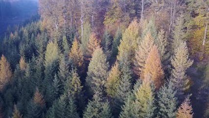 Canvas Print - Paysage foret bois wallonie Belgique automne