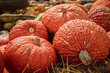 Red Warty Thing squashes (Cucurbita maxima) laying on straw
