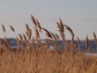 Spring river reed. Russian spring nature. Russia, Ural, Perm Region
