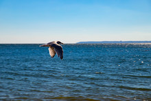 Seagull In The Ocean