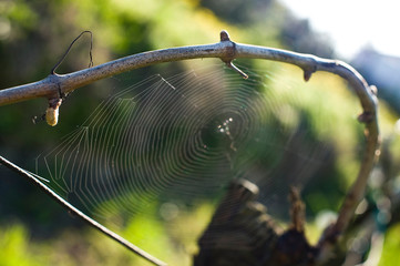 Vine