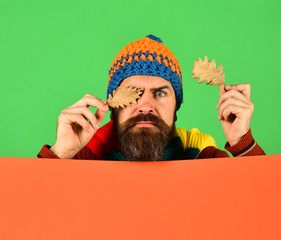 Poster - Man holds oak tree leaves on green and orange background