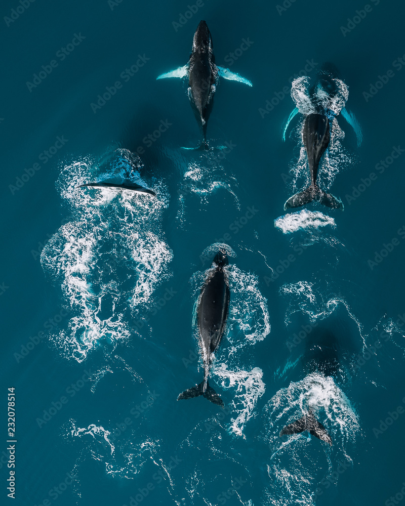 Aerial view of humpback whale diving in ocean Stock Photo | Adobe Stock