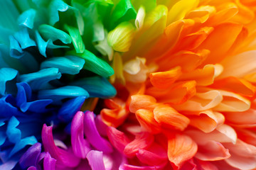 Wall Mural - Close-up of multi-colored petals. Macro. Chrysanthemum bud with colorful petals in spring and summer. Chrysanthemum flower seen from above.