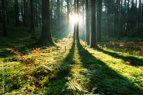 Plakat Magiczny poranny światło słoneczne w mechatym lasu krajobrazie.
