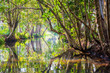 Kerala Backwaters meandering jungle river