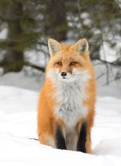 Wall Mural - Red fox (Vulpes vulpes) with a bushy tail hunting in the freshly fallen snow in Algonquin Park, Canada