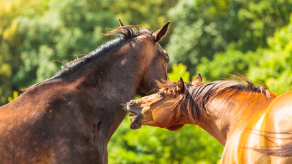 Poster - Two brown wild horses on meadow field