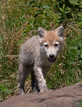 Le Loup Arctique Bebe Photo Stock Libre Public Domain Pictures