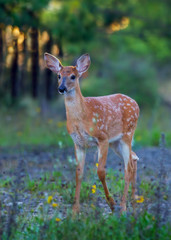 Poster - White-tailed deer fawn (Odocoileus virginianus) in the forest in Canada