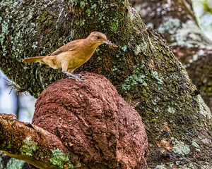 Wall Mural - Rufous Hornero brazilian bird - Joao-de-barro brazilian bird on the nest with insects in the beak