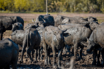 Buffalo in mud. Life' Machine of Farmer. .