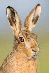 Wall Mural - Brown Hare