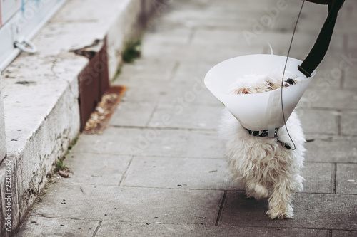 Fotografía Chien blanc qui se balade avec une collerette