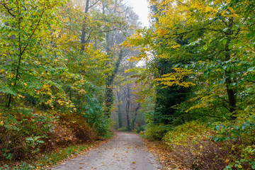 Wall Mural - Waldweg