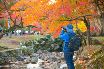 Wall Mural - photographer is taking photo in nara park in japan during autumn.