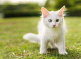 Fototapeta Mapy - Cute white cat on the lawn