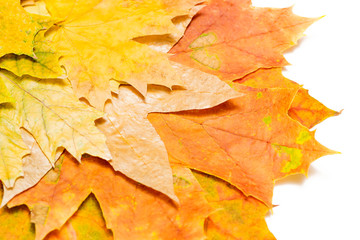 Wall Mural - autumn maple leaves on a white background in the left corner close-up