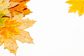 Wall Mural - autumn maple leaves on white background