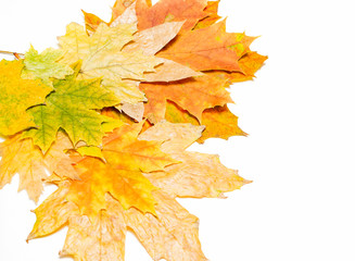 Wall Mural - big and small maple leaves on a white background