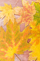 Wall Mural - big and small maple leaves on a painted wooden background