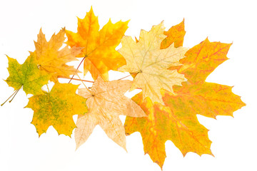 Wall Mural - big and small maple leaves