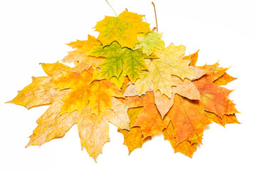 Wall Mural - brown red and yellow maple leaves
