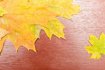 Wall Mural - fragments of maple leaves in the corner of the wooden painted surface