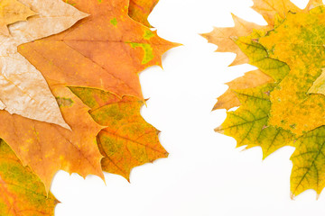 Wall Mural - green and red maple leaves on both sides