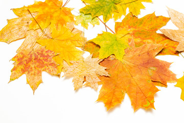 Wall Mural - heap of maple leaves on white background