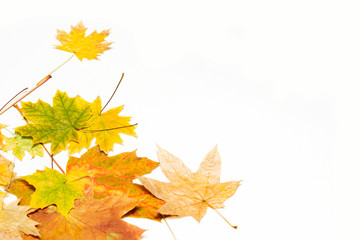 Wall Mural - maple leaves in the left corner