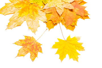 Wall Mural - maple leaves on an isolated background